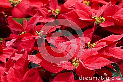 Christmas Star (plant) Stock Photo