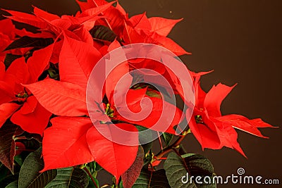 Christmas Star (plant) Stock Photo