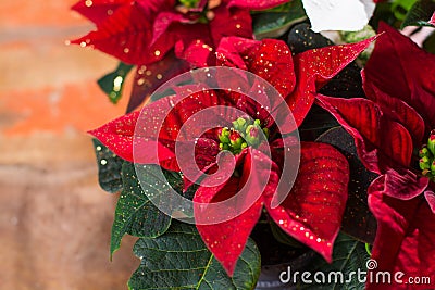 Christmas star red and white poinsettia flowers, Christmas background with copy space, free text Stock Photo