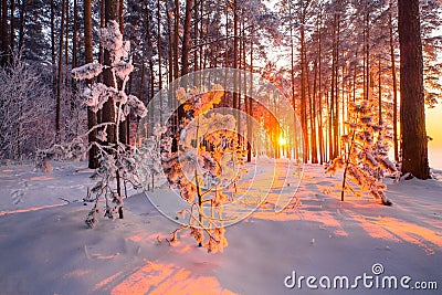 Christmas sunlight in forest. Fir trees covered with frost with evening sunshine in forest. Winter landscape. Winter nature with Stock Photo