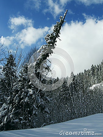 Christmas theme Stock Photo