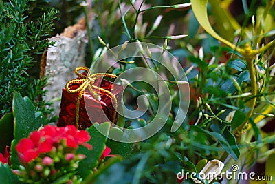 Christmas tiny red present in plant Stock Photo