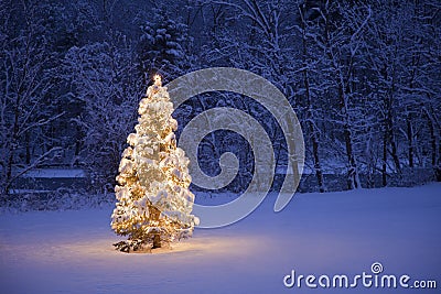 Christmas Tree Stock Photo