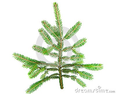 Christmas tree Stock Photo