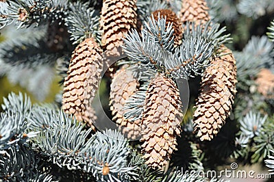 Christmas tree Stock Photo