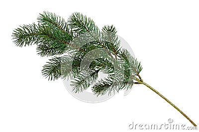 Christmas tree branch Stock Photo