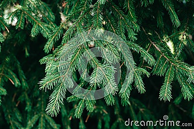 Christmas tree branch background. Spruce in the forest close-up. Evergreen tree Stock Photo