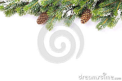 Christmas tree branch with snow and pine cones Stock Photo