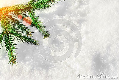 Christmas tree branch on the snow in the sun rays. Stock Photo