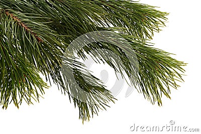 Christmas tree detail. Stock Photo