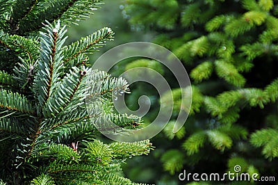 Christmas tree farm Stock Photo
