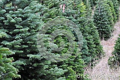 Christmas tree farm Stock Photo