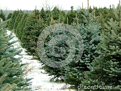 Christmas tree farm Stock Photo