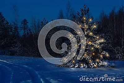 Christmas tree in the forest clearly stands out against . Stock Photo