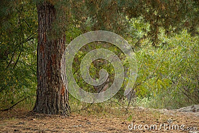Christmas tree in the forest in ukraine in summer Stock Photo