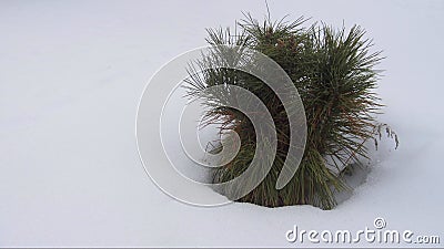 Christmas tree little fluffy snow Stock Photo