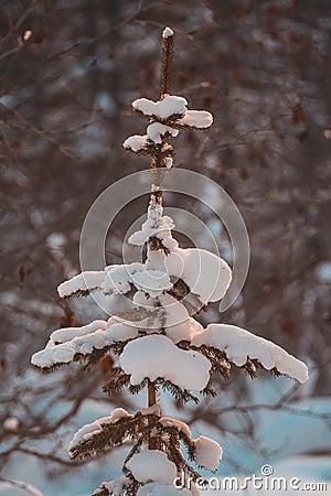 Christmas tree on the nature in the snow, a snowy tree in the forest Stock Photo