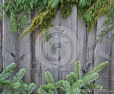 Christmas tree conifer fresh branches border Stock Photo