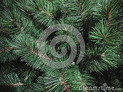 Christmas tree texture background Stock Photo