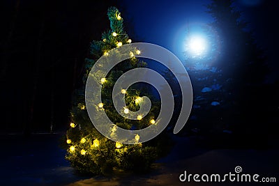 Christmas Tree in the woods at night with snow. Stock Photo