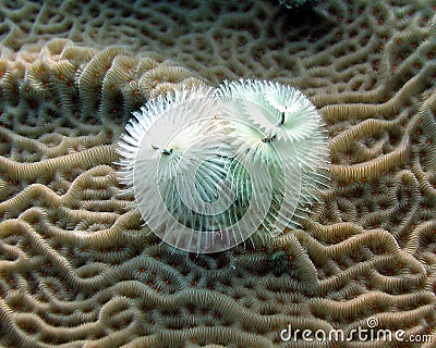 Christmas Tree Worm Stock Photo