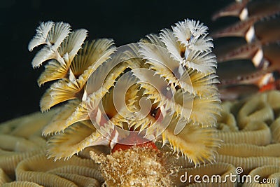 Christmas Tree Worm Stock Photo