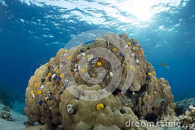 Christmas Tree Worm Stock Photo