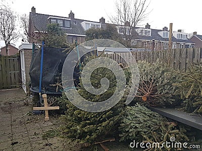 Christmas trees collected in back garden to collect money per christmas tree Stock Photo
