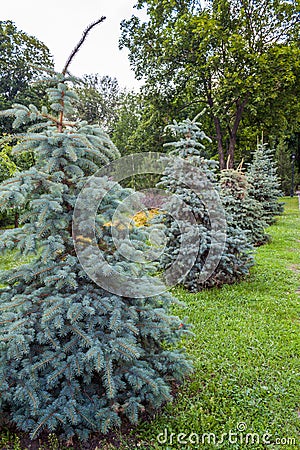 Christmas trees Stock Photo