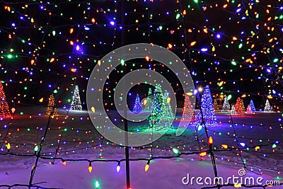 Christmas Trees in Lights Stock Photo