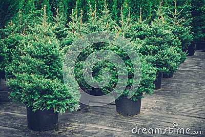 Christmas trees in pots for sale. Retro toned. Stock Photo