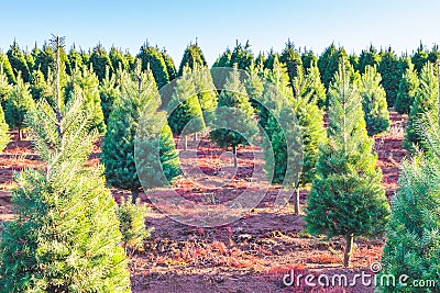 Christmas trees on the red ground in the farm ,country side. Stock Photo