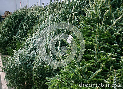 Christmas trees for sale Stock Photo