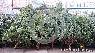 Christmas Trees Stock Photo