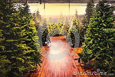 Christmas trees store background sale yellow warm tone backlight gleam sunbeam shopping Stock Photo