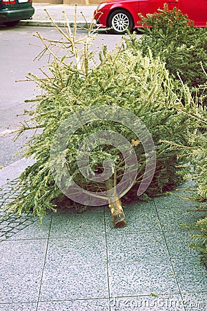 Christmas trees thrown Stock Photo