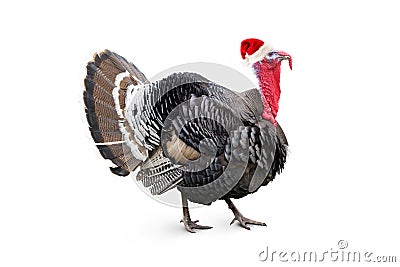 Christmas turkey Stock Photo