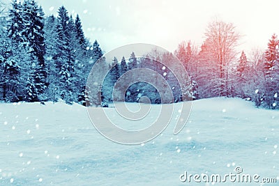 Christmas winter background with snow and trees Stock Photo