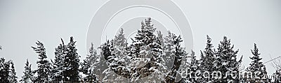 Christmas, winter concept. Forest with snow at top of trees, misty sky background. Panoramic view, banner. Stock Photo