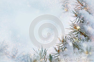 Christmas winter snow background. Blue spruce branches covered with snowflakes and copy space with blurred backdrop. Chris Stock Photo