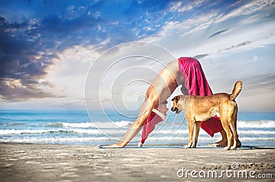 Christmas yoga with dog Stock Photo