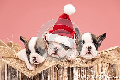 christmassy three french bulldog puppies resting Stock Photo