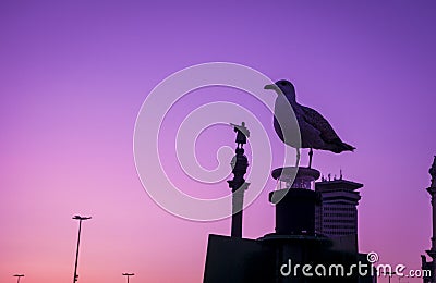 Barcelona Christopher Columbus statue and seagull silhouette over sunset and blue hour clear sky Stock Photo