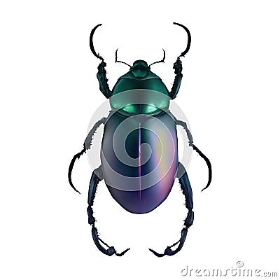 Chromacoat Beetle Insect Arthropod Variation 5 Isolated, Transparent Background Stock Photo