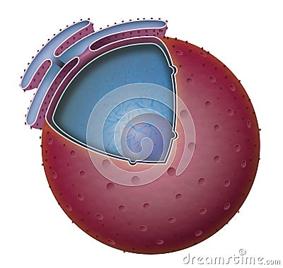 The nucleus is a membrane bound organelle found in the majority of eukaryotic cells Stock Photo