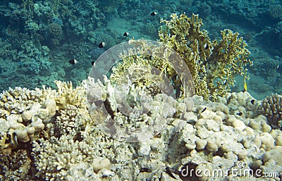 Chromis dimidiata Stock Photo