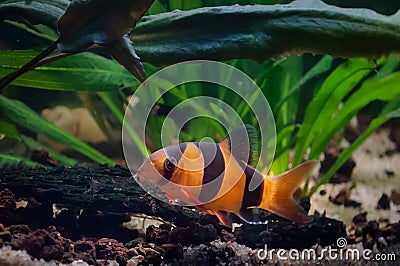 Chromobotia macracanthus also called Clown Botia and Tiger Locha with green aquatic plants Stock Photo