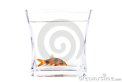 Chromobotia macracanthus Fish (Clown loach) Stock Photo