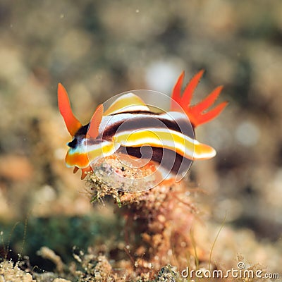 Chromodoris magnifica nudibranch Stock Photo