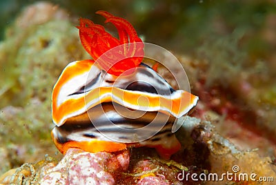 Chromodoris magnifica Nudibranch Stock Photo